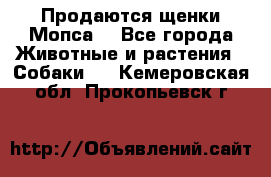 Продаются щенки Мопса. - Все города Животные и растения » Собаки   . Кемеровская обл.,Прокопьевск г.